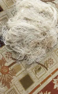 سر چله
