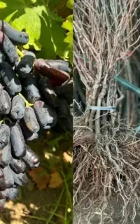 توسعه باغ با برترین ارقام مقاوم به کم‌آبی و گرما