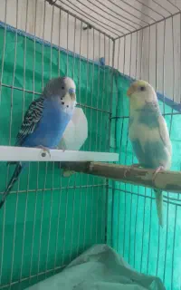 با سلام دو مرغ عشق خوب و سرحال