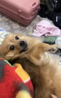 سگ گمشده