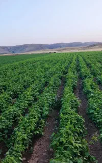 کارگر لوبیا چیدن