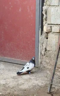 کبوتر سینی سیاه نر
