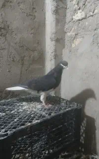 کبوتر