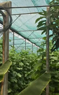 تور سایبان گلخانه محافظ حرفه‌ای سرمایه‌ سبزشما،شید