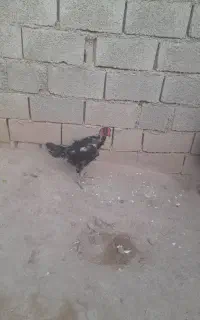 مرغ لاری