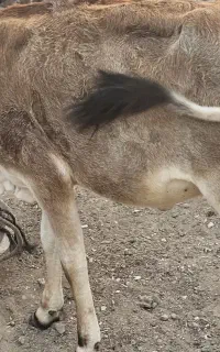 گاو