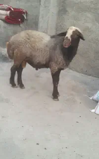 گوسفند قوچ