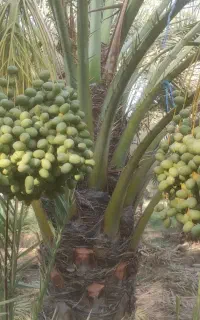 نخل برحی