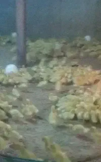 اردک پکنی ورامینی  صحیح سالم و واکسن خورده
