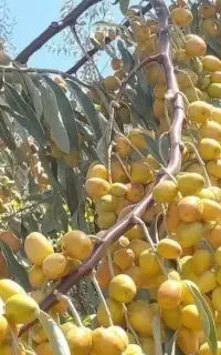 نهال های حاج حسین سنجد پربار و داخل گلدان اماده