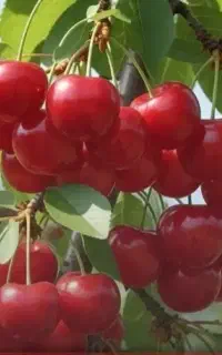 نهال البالو