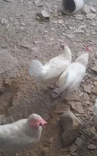 مرغ سفید تخم گزار
