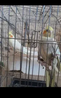 هلندی جفت