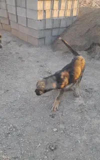 سگ پژدر