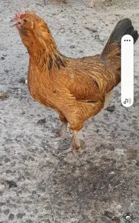 مرغ و خروس