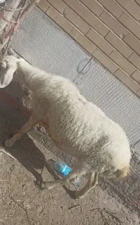 میش بره