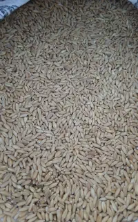 گندم سفید ترخینه تمیز