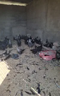 جوجه