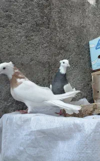 طوقی