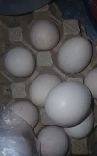 فروش تخم لاری اصل