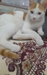 گربه رایگان