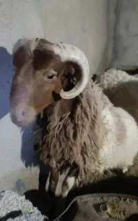 بره نر نژادار