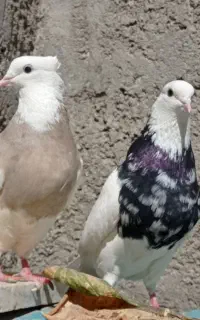 مجسمه طوقی