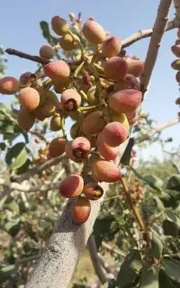مشاوره کشاورزی