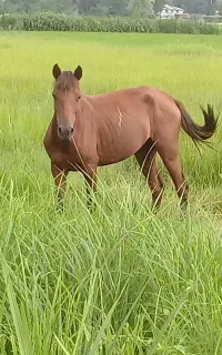 مادیان ۴سال قدبلند