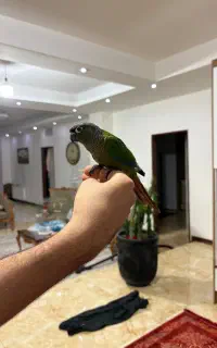 گرینچیک
