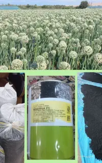 فروش بذرپیاز مینروا(دستگیری) از قوطی آرژانتین