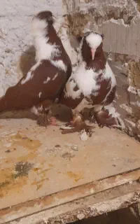 یه جفت کفتر قرمز نشان اصل