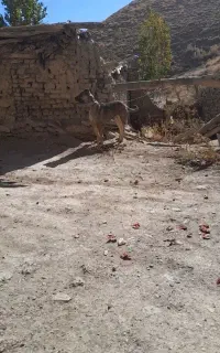 وگذار سرابی