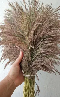جارو دستی عروس