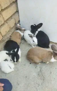 خرگوش