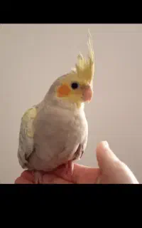 جوجه عروس هلندی