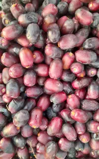 رطب مضافتی درجه یک