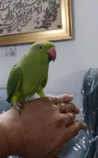 طوطی ملنگو