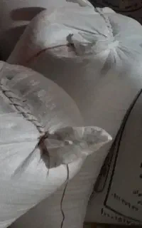 فروش گندم