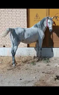 فروش مادیان ترکی قدیمی