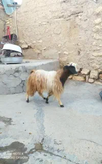 بزغاله نر