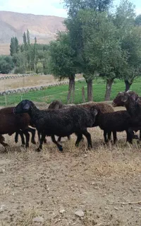 فروش ۵۰ راس میش پرواری