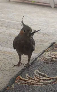 عروس هلندی ماده