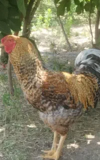 خروس دو رگه