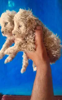 پودل توی عروسکی  فی ۱۸