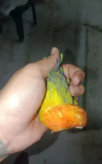 کوتوله یووینگ گلد خاص