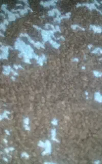 نخود