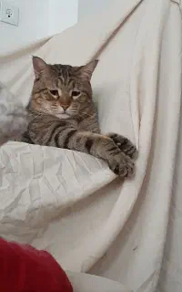 گمشده گربه نر عقیم۶سالهdsh
