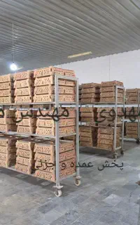 فروش مستقیم جوجه گوشتی یکروز عمده و جزئی