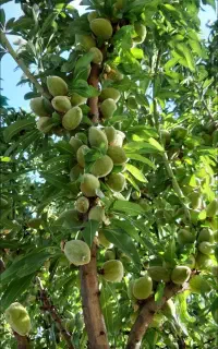 خانه حیاط دار ویلا سوئیت مستقل اجاره ای روزانه